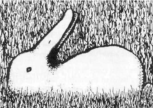 rabbit_duck.jpg