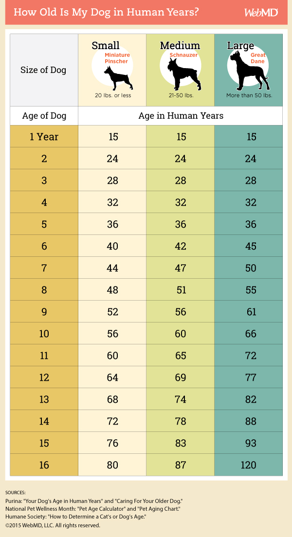 dog_age_05.jpg