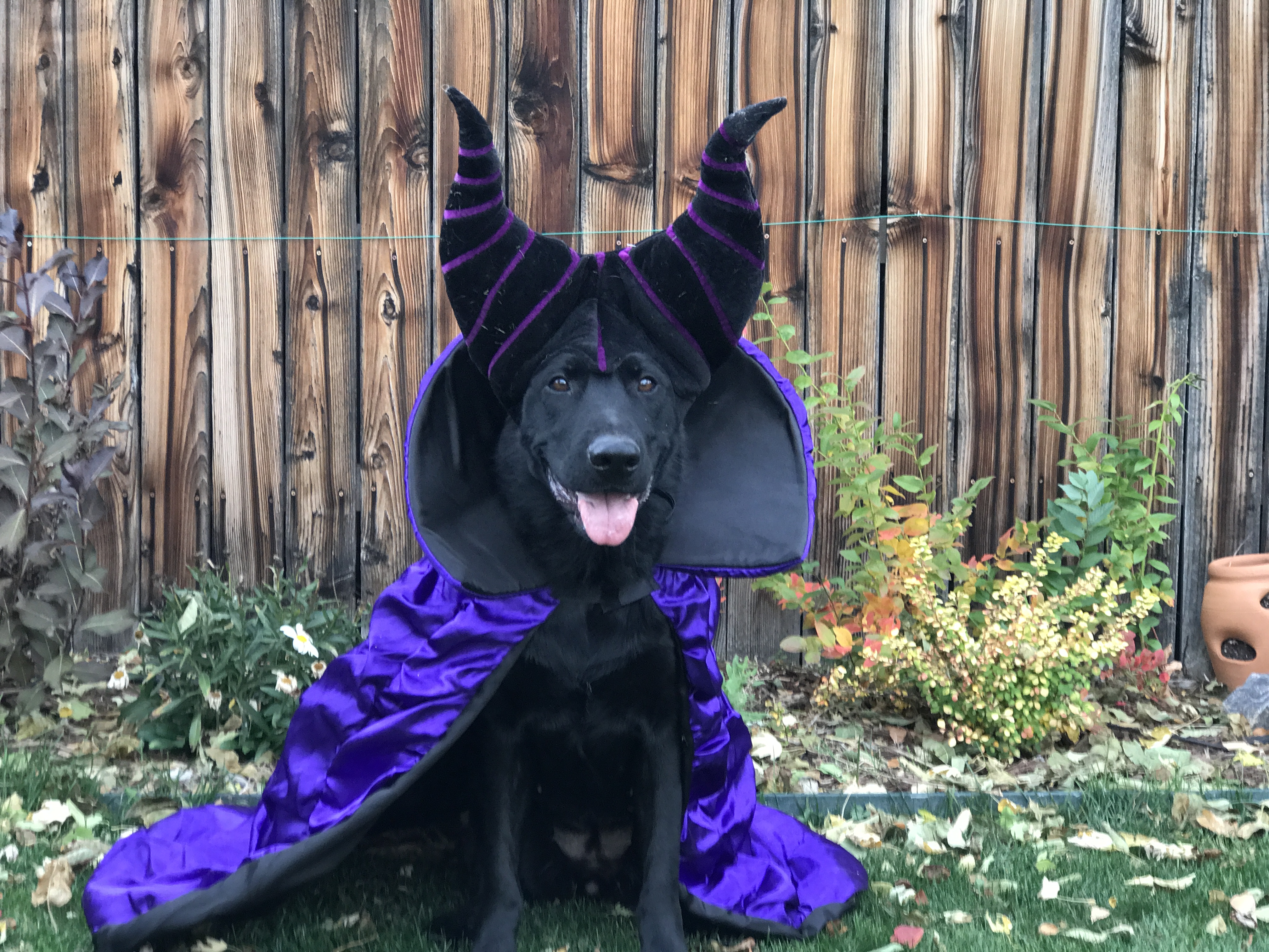 maleficent_leerburg.jpg