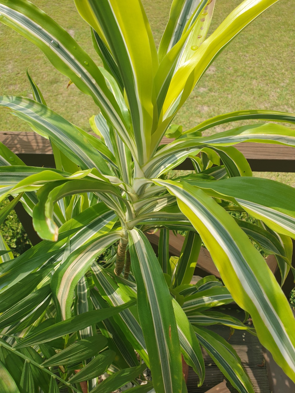 plant.jpg