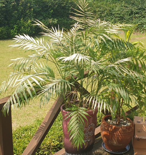 plant3.png