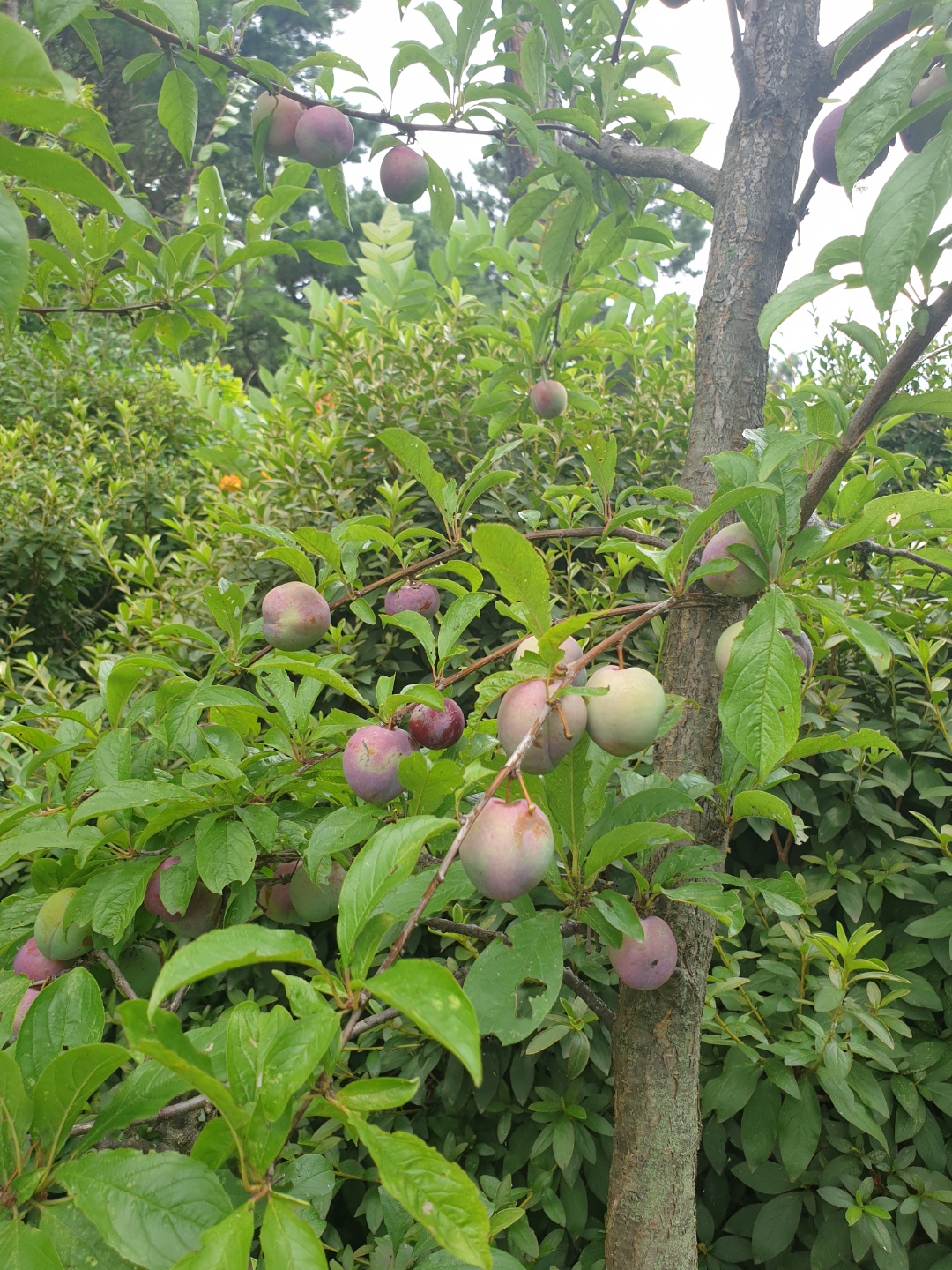 tree.fruit.what.jpg