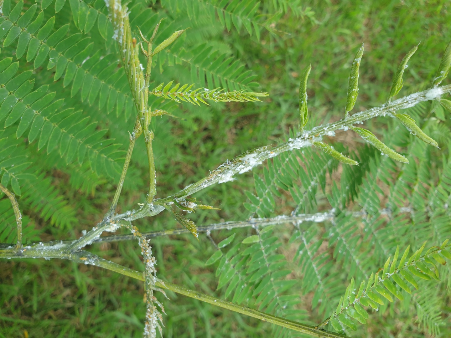 tree.sick.01.jpg