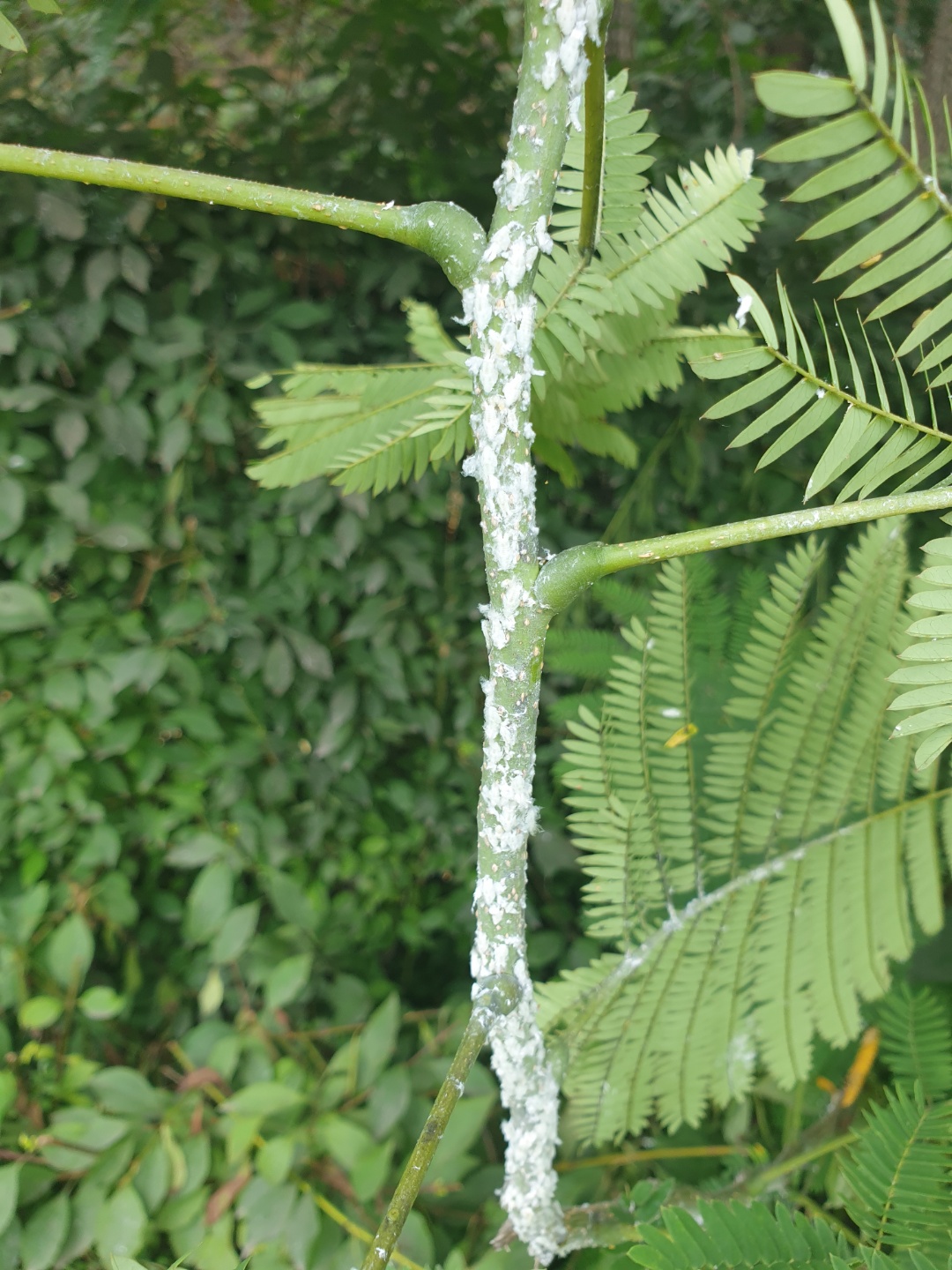 tree.sick.02.jpg